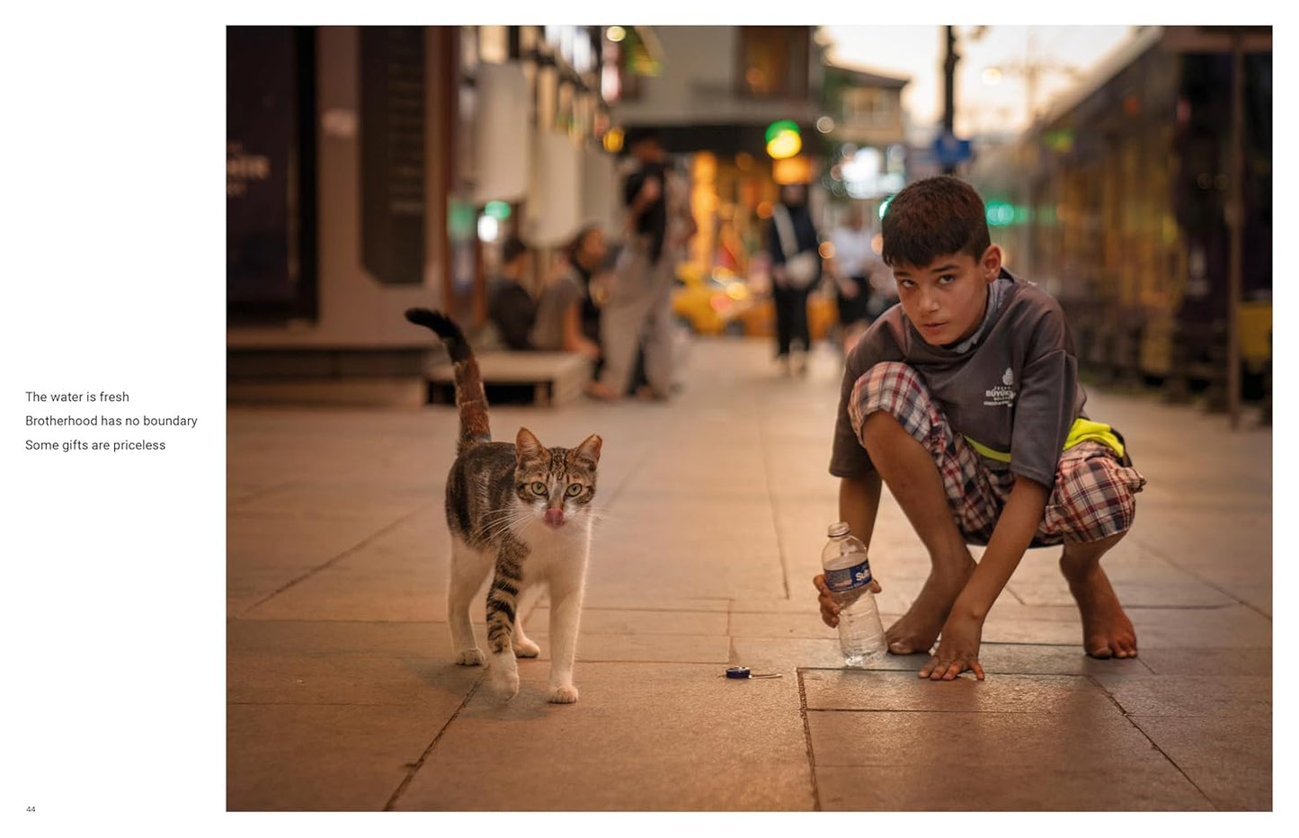 City Cats of Istanbul