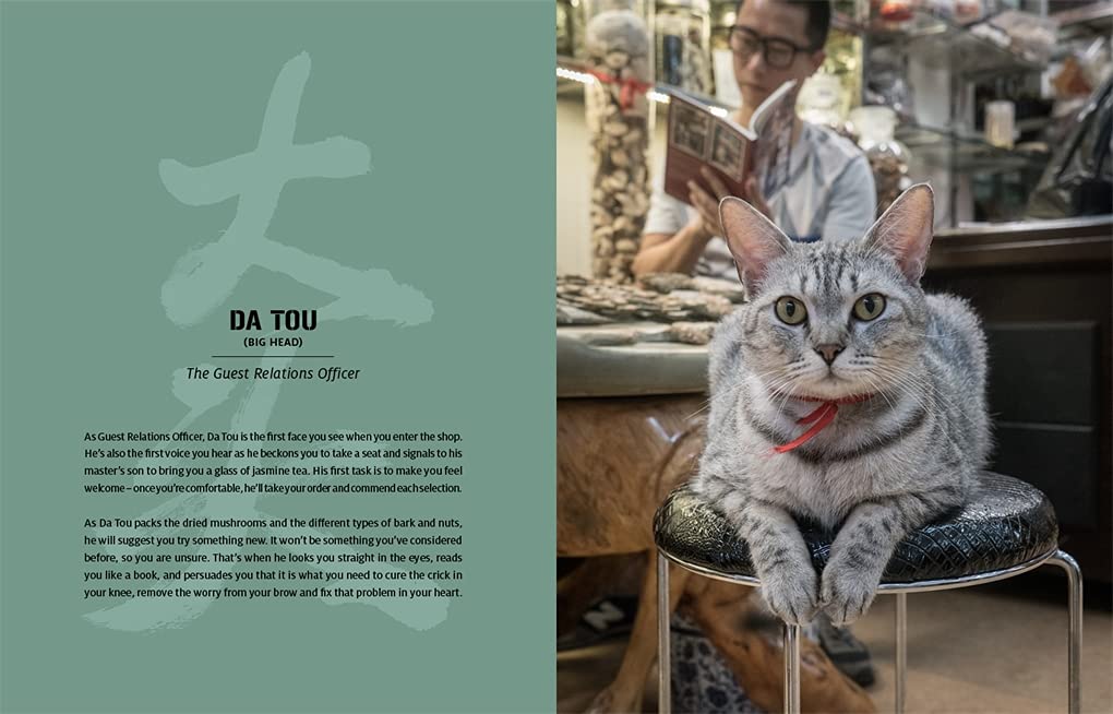 Shop Cats of China
